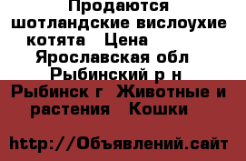 Продаются шотландские вислоухие котята › Цена ­ 5 500 - Ярославская обл., Рыбинский р-н, Рыбинск г. Животные и растения » Кошки   